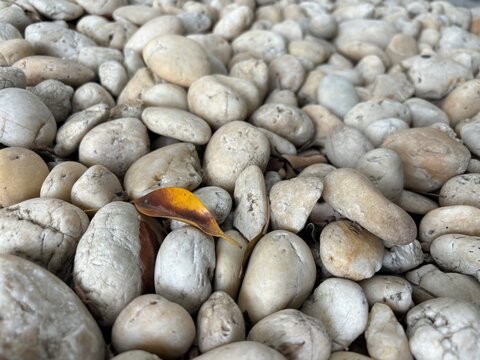 yellow leaf on pebbles