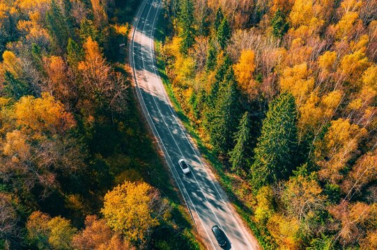Curved asphalt road surrounded by vibrant autumn foliage and evergreen trees