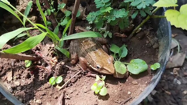 a brown frog sitting on the ground among green plants in the wild