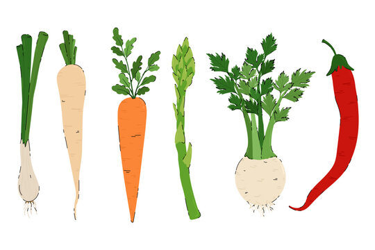 Fresh Vegetables Vector Icons Set. Organic farm food, healthy eating produce. Hand drawn garden vegetables. Flat minimal vegan food. Root vegetables and herbs set.