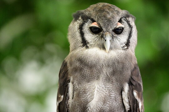 Majestic milky eagle owl looking down with intense concentrated gaze