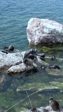 During daytime, a group of Baikal seals are lounging on rocks, swimming in clear water and enjoying the sunlight of Lake Baikal. These cute animals seem to be in their natural habitat.