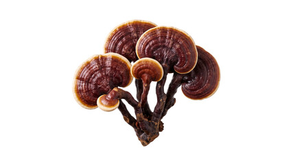 Fototapeta premium Dried Reishi Mushroom Lingzhi Ganoderma Lucidum Herbal Supplement Isolated Element Cutout PNG