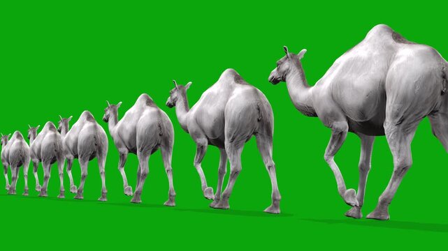 4k six Albino camels train walk cycle loop back view animation on isolated Green Screen Animal, 3D realistic white kohi camels Caravan walk rendering on the chroma key
