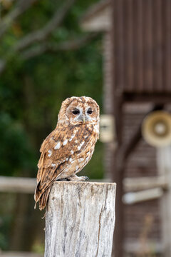 Tawny Owl Perched on Weathered Wooden Stump