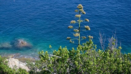 Fototapeta premium Italy, Liguria mediterranean sea and Agave succulent in bloom with a sea view