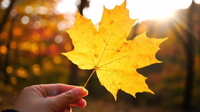 Close-up of a hand holding a vibrant yellow maple leaf in an autumn forest. Warm sunlight filtering through the trees highlighting the fall foliage