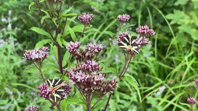 Two Jersey tiger moths feeding on purple wildflowers for nature biodiversity and wildlife concept