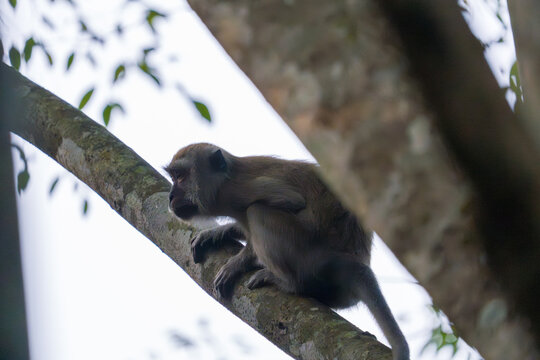 Monkey perches on tree branch, gripping bark tightly. Dense forest backdrop offers natural camouflage. Fur texture and alert posture suggest wild behavior