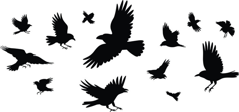 Collection of black and white silhouette featuring various crows in flight and perched poses, representing nature, wildlife, and birds