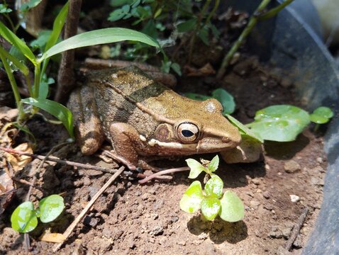 a brown frog sitting on the ground among green plants in the wild