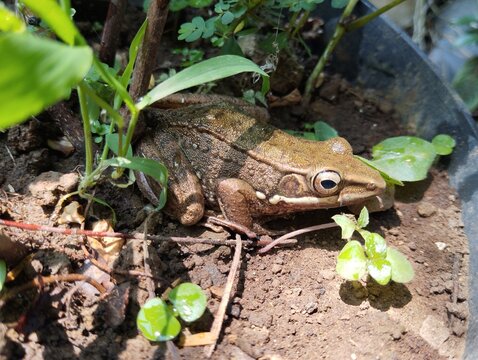 a brown frog sitting on the ground among green plants in the wild