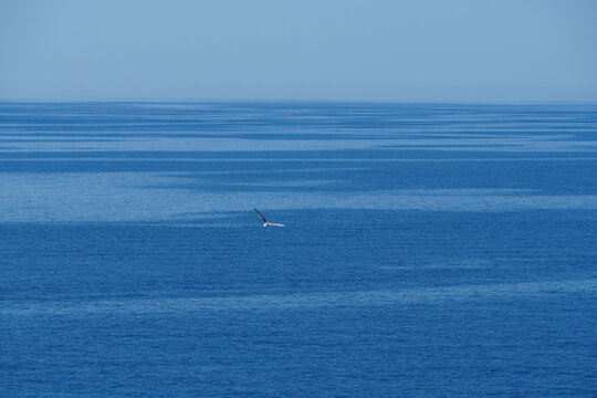 ast blue open ocean with a single distant seagull flying over calm sea surface