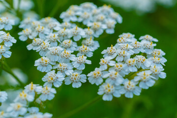 Achillea millefolium, known as common yarrow © artemstepanov