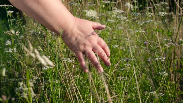 Female hand touches wild grass in summer meadow. Fingers gently brush against green stems and leaves. White yarrow wildflowers grow among fields herbs. Close up of skin and plants in natural sunlight.