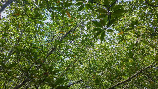 Dense Mangrove Woodland of Tall Stilt Roots and Canopies Featuring Xylocarpus and Rhizophora Species