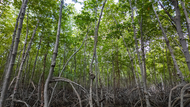 Dense Mangrove Woodland of Tall Stilt Roots and Canopies Featuring Xylocarpus and Rhizophora Species
