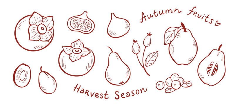 Hand-drawn clip art of autumn fruits with handwritten phrases for web banner, prints. Persimmon, fig, quince, cranberry, pear, plum, rose hip. Vector line illustration set for harvest season design.
