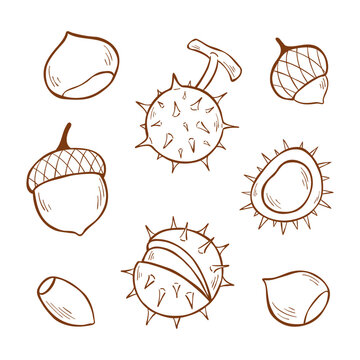 Hand-drawn vector line art set of acorns and chestnuts. Outline clipart collection for autumn stickers, print design, scrapbooking, and seasonal branding.