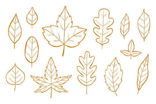 Line vector illustration collection of autumn leaves. Seasonal design for stickers, posters, stationery, or prints. Outline clip art set isolated on a white background.