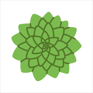 Flat vector illustration of Succulent isolated on a white background. Vector clip art for flowershop logo, botanical poster, or sticker design. Minimalist top view drawing of a cactus plant.