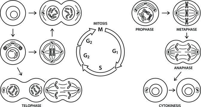 Cell division mitosis process diagram showing stages of prophase metaphase anaphase telophase and cytokinesis
