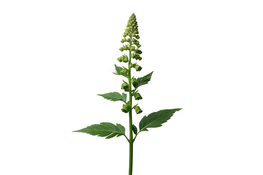 Green foxglove plant with developing flowers on transparent background