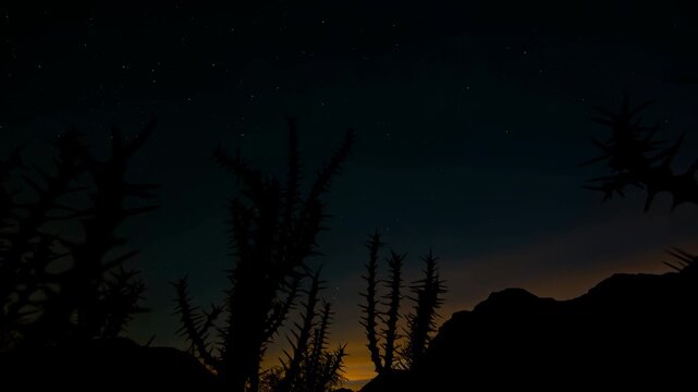 Silhouetted desert plants and spiky branches remain still against changing twilight sky with warm orange glow fading into deep blue horizon, creating tranquil outdoor landscape atmosphere