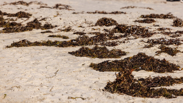 Dark brown seaweed scattered across a textured white sand beach coastline on a bright sunny summer day.