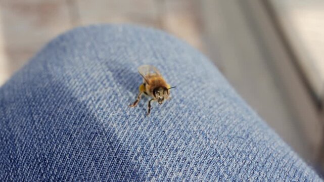 Honey bee resting on blue denim jeans fabric close up macro shot.