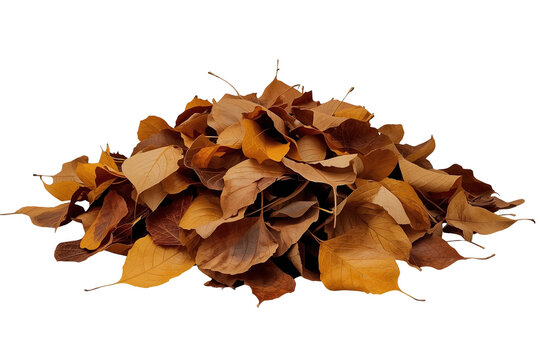 Loose pile of dry brown fallen leaves