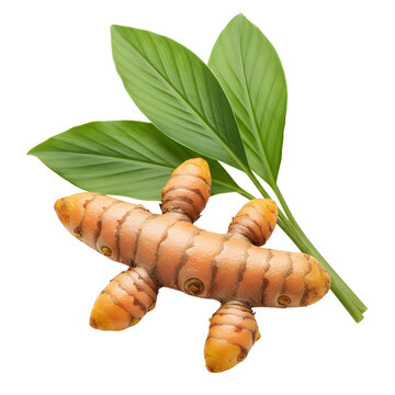 Turmeric Root With Green Leaves Isolated On White Background Natural Spice And Herbal Medicine Ingredient
