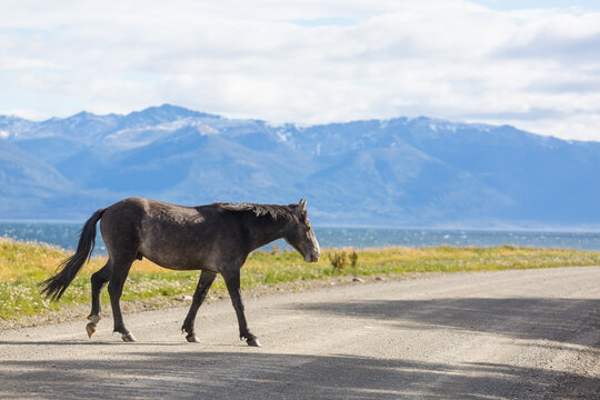 Horse in Argentina