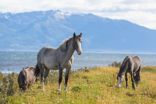 Horse in Argentina