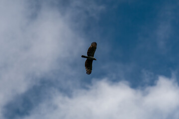 Large bird soars high in the sky. Its wings are spread wide against a blue backdrop. Clouds drift below in soft white shapes. The bird's silhouette stands out with sharp detail. It glides effortlessly © jinhongljh