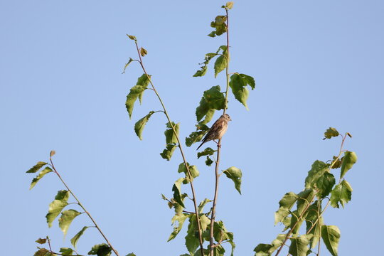 Eurasian Linnet sitting at the highest point of a tree in summer, Linaria cannabina