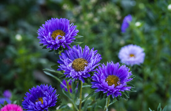 Beautiful bright blue aster flowers blooming in a sunny garden among rich green foliage. Bright floral macro background for seasonal greeting cards, botanical designs, and natural beauty concepts.