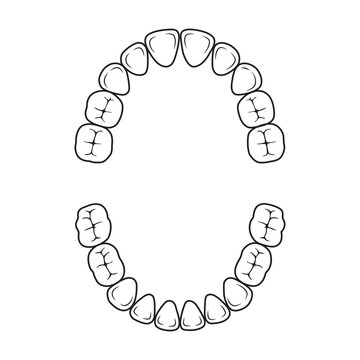 Illustration of human upper and lower teeth numbers oral cavity scheme outline