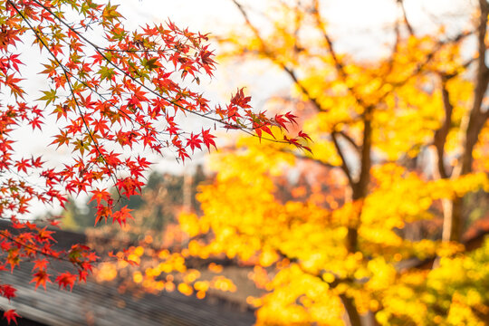 Beautiful autumn maple tree leaves with orange and red foliage against blue sky.