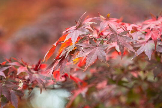 Beautiful autumn maple tree leaves with orange and red foliage against blue sky.