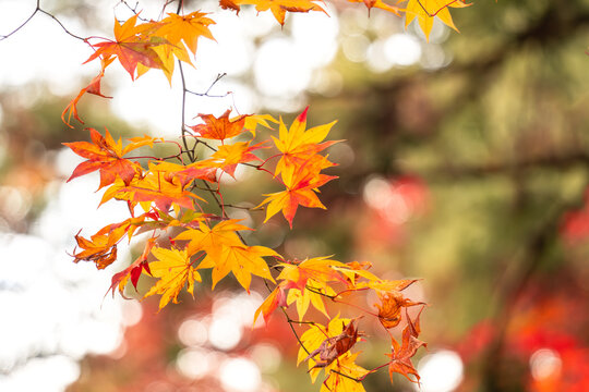 Beautiful autumn maple tree leaves with orange and red foliage against blue sky.