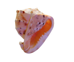 Large exotic horned cassis seashell  © Екатерина Зирина