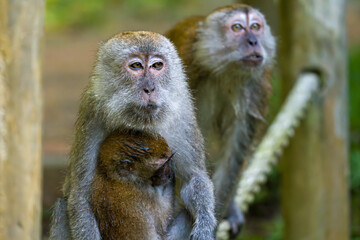 Naklejka premium Two monkeys sit near tree trunks. One holds a baby close. They face the camera with curious eyes. Natural forest background. Soft focus on the background. Greenery surrounds the monkeys