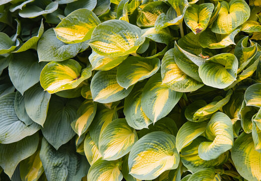 Close-up of vibrant yellow-green foliage, water droplets on the leaves
