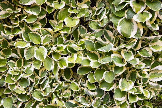 Close-up of vibrant yellow-green foliage, water droplets on the leaves