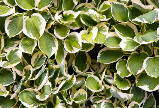 Close-up of vibrant yellow-green foliage, water droplets on the leaves