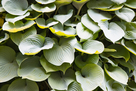 Close-up of vibrant yellow-green foliage, water droplets on the leaves