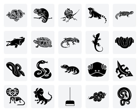 Colorful And Unique Reptiles &ndash; Green Iguana, Emerald Tree Boa, And Tokay Gecko For Nature And Wildlife Graphics.