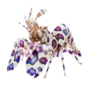 Harlequin shrimp macro portrait transparent background