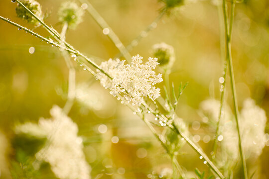 White umbellifer flower cluster with water droplets on green stems, photographed in golden sunlight